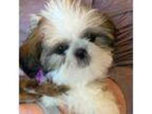Mutt Puppy for sale in Derby, CT, USA
