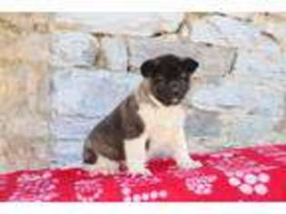 Akita Puppy for sale in Newport, ME, USA