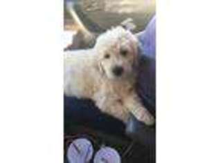 Goldendoodle Puppy for sale in Easley, SC, USA