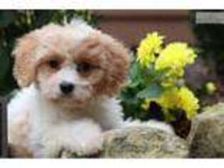 Cavachon Puppy for sale in Columbus, OH, USA