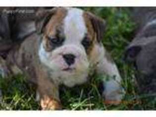 Bulldog Puppy for sale in Keosauqua, IA, USA