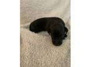 Italian Greyhound Puppy for sale in Salem, VA, USA