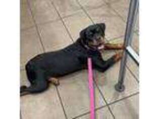 Rottweiler Puppy for sale in Wichita Falls, TX, USA