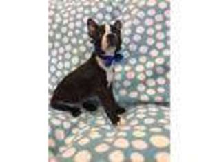 Boston Terrier Puppy for sale in Archbold, OH, USA