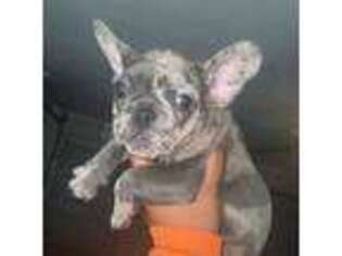 French Bulldog Puppy for sale in Tipton, CA, USA