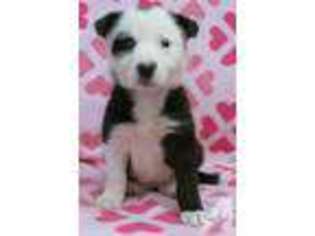 Border Collie Puppy for sale in MESA, AZ, USA