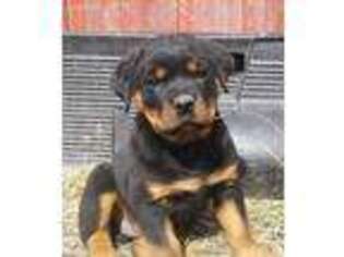Rottweiler Puppy for sale in Richfield, PA, USA