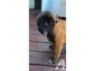 Bulldog Puppy for sale in BARTLETT, IL, USA
