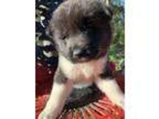 Akita Puppy for sale in Brooksville, FL, USA