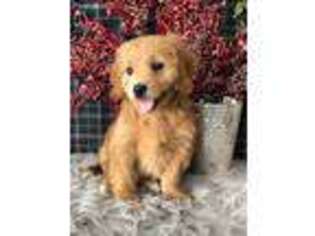 Goldendoodle Puppy for sale in Topeka, IN, USA