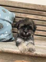 Havanese Puppy for sale in Mount Pleasant, SC, USA