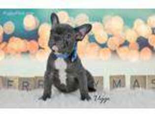 French Bulldog Puppy for sale in Deerfield Beach, FL, USA