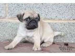 Pug Puppy for sale in Mount Crawford, VA, USA