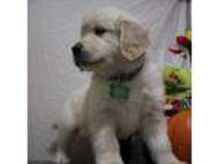 Golden Retriever Puppy for sale in West Greenwich, RI, USA