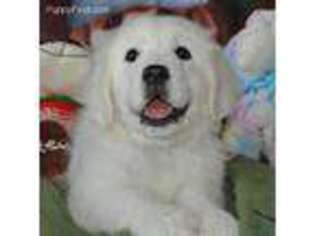 Medium Photo #1 Golden Retriever Puppy For Sale in Hickory, NC, USA