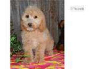 Labradoodle Puppy for sale in Abilene, TX, USA