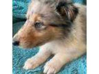 Collie Puppy for sale in Yulee, FL, USA