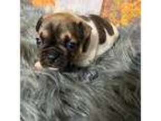 French Bulldog Puppy for sale in Broxton, GA, USA