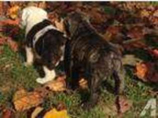 Olde English Bulldogge Puppy for sale in GROVE CITY, PA, USA