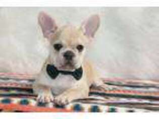 French Bulldog Puppy for sale in Etna Green, IN, USA