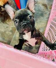 French Bulldog Puppy for sale in SUMMERVILLE, SC, USA