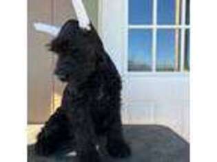 Mutt Puppy for sale in Locust Grove, OK, USA