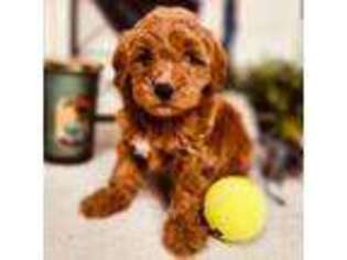 Goldendoodle Puppy for sale in Ozone Park, NY, USA