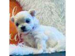 Maltese Puppy for sale in Loxahatchee, FL, USA