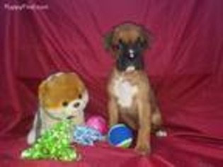 Boxer Puppy for sale in Redkey, IN, USA