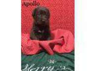 Labrador Retriever Puppy for sale in Wesson, MS, USA