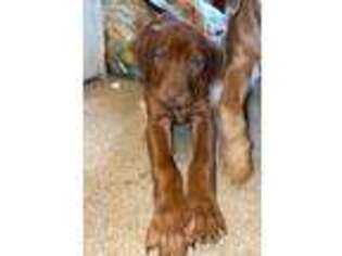 Rhodesian Ridgeback Puppy for sale in Beacon Falls, CT, USA