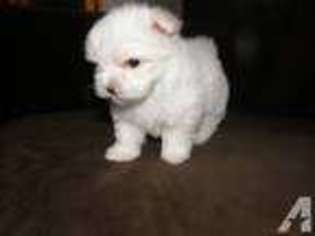 Maltese Puppy for sale in LULING, TX, USA