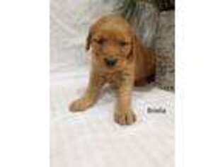 Golden Retriever Puppy for sale in Ionia, IA, USA