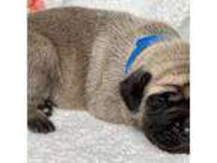 Mastiff Puppy for sale in Medina, OH, USA