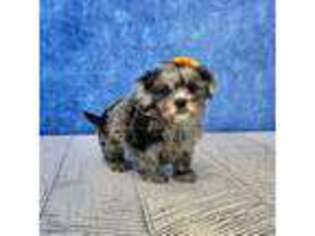 Shih-Poo Puppy for sale in Lancaster, OH, USA