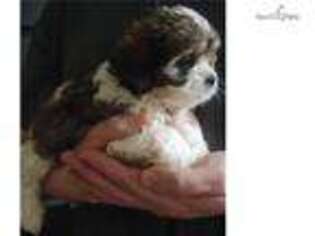 Cavapoo Puppy for sale in Birmingham, AL, USA