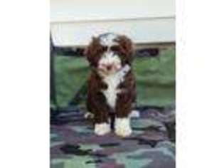 Mutt Puppy for sale in Bethany, IL, USA