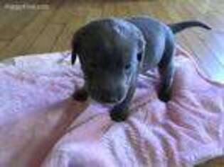Labrador Retriever Puppy for sale in Cumberland, VA, USA
