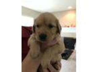 Golden Retriever Puppy for sale in Albany, OR, USA