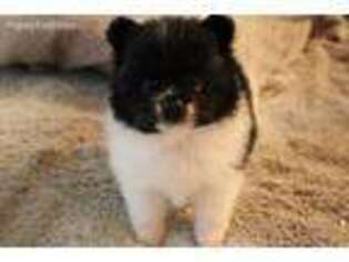 Pomeranian Puppy for sale in Roseville, CA, USA