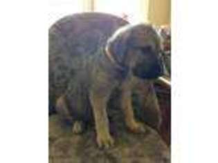 Irish Wolfhound Puppy for sale in Albany, NY, USA