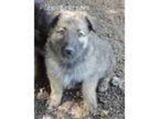 Mutt Puppy for sale in Clearwater, MN, USA