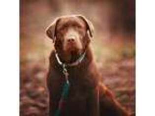 Labrador Retriever Puppy for sale in Fort Collins, CO, USA