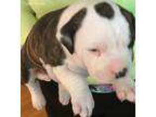 American Bulldog Puppy for sale in Riverdale, IL, USA