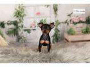 Miniature Pinscher Puppy for sale in Fort Wayne, IN, USA