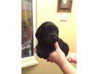 Labradoodle Puppy for sale in Solihull, West Midlands (England), United Kingdom