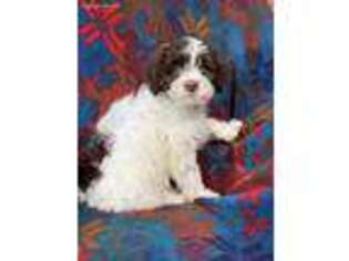 Portuguese Water Dog Puppy for sale in Forest, OH, USA