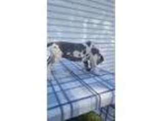 Great Dane Puppy for sale in Silver Creek, NE, USA
