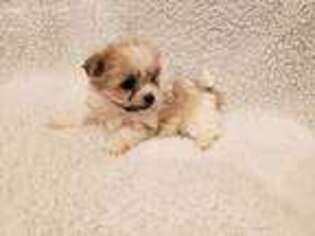 Mal-Shi Puppy for sale in Whittier, CA, USA