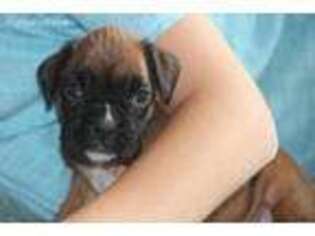 Boxer Puppy for sale in Plummer, ID, USA